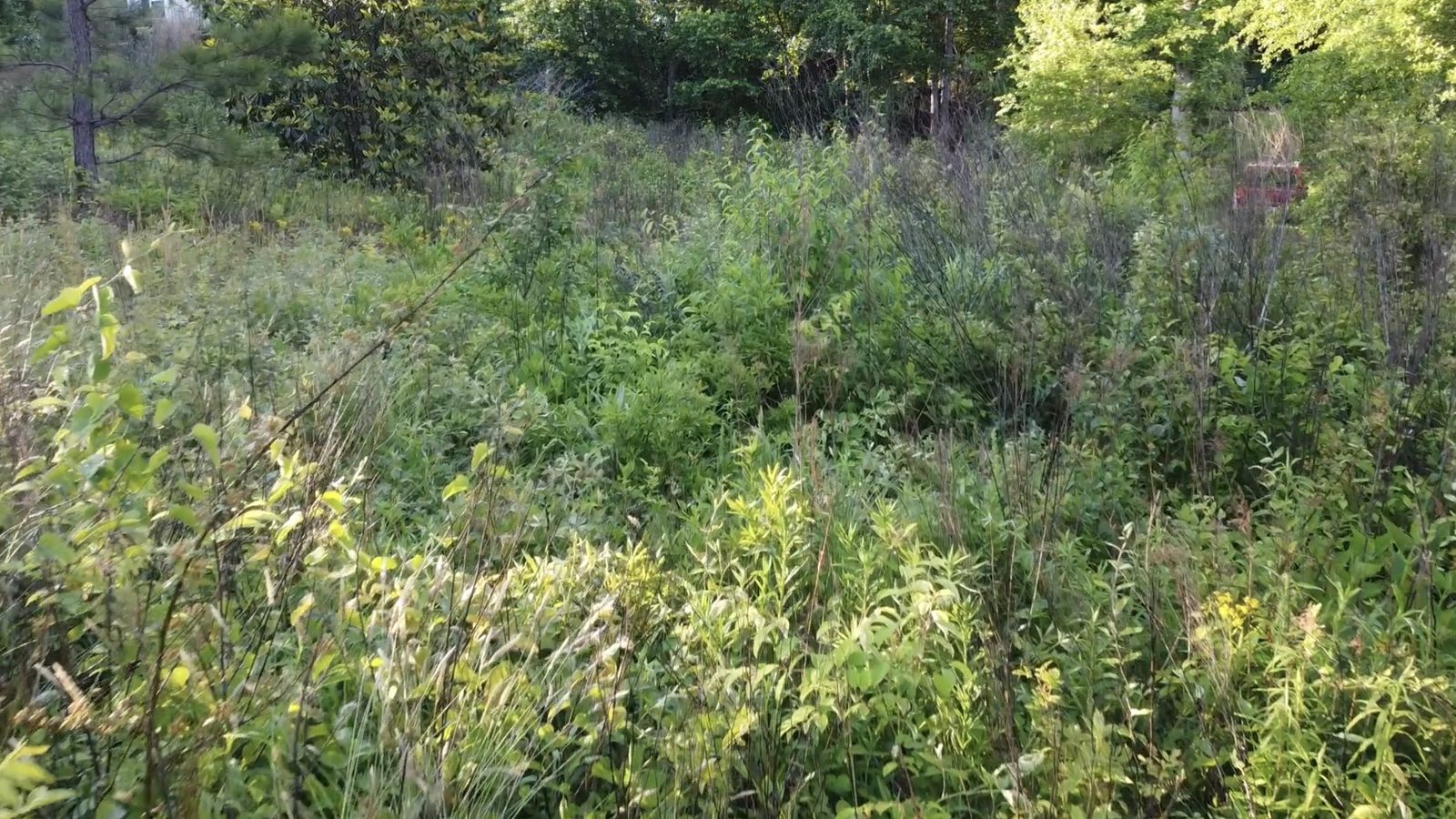 Overgrown lot before clearing